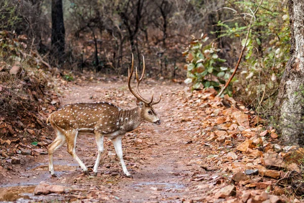 Cerf Tacheté Dans Parc National Ranthambore Inde — Photo