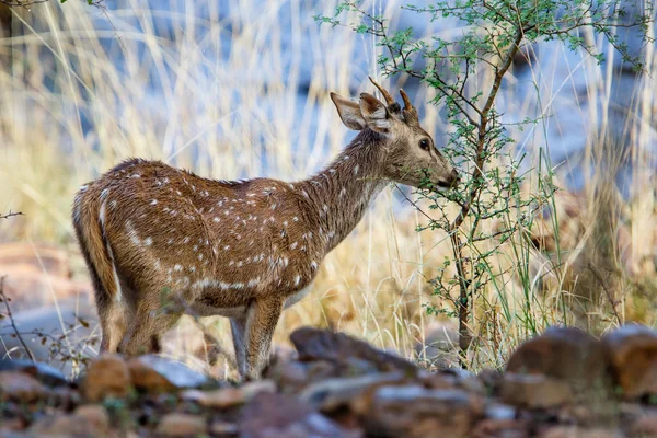 Veado Manchado Parque Nacional Ranthambore Índia — Fotografia de Stock