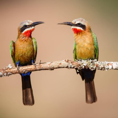 Güney Afrika'da Mkuze yakınlarındaki Zimanga Game Reserve bir şube bir av olarak böcekler ile Beyaz önlü Arı-yiyici