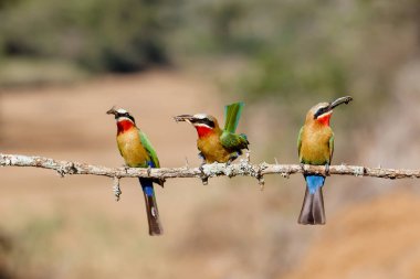 Güney Afrika'da Mkuze yakınlarındaki Zimanga Game Reserve bir şube bir av olarak böcekler ile Beyaz önlü Arı-yiyici