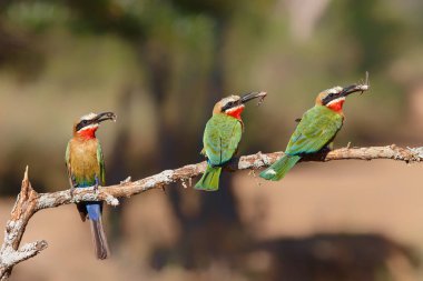 Güney Afrika'da Mkuze yakınlarındaki Zimanga Game Reserve bir şube bir av olarak böcekler ile Beyaz önlü Arı-yiyici