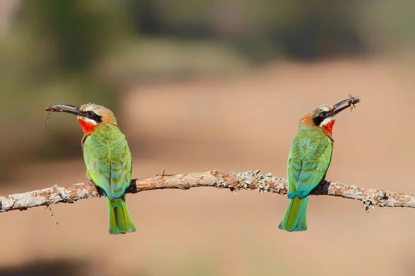 Bee Eater Fachada Blanca Con Insectos Como Presa Una Rama — Foto de Stock