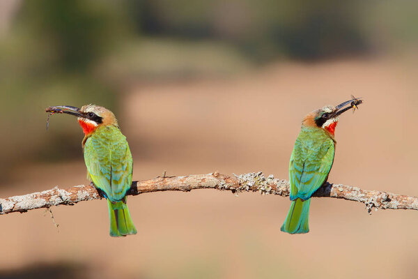 White-fronted Bee-eater with insects as a prey on a branch in Zimanga Game Reserve near Mkuze in South Africa