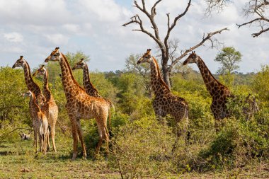 Güney Afrika'da Büyük Kruger Bölgesinde Sabi Sands Game Reserve Zürafa Kulesi
