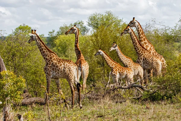 Zsiráf Torony Sabi Sands Game Rezervátumban Nagy Kruger Régióban Dél — Stock Fotó