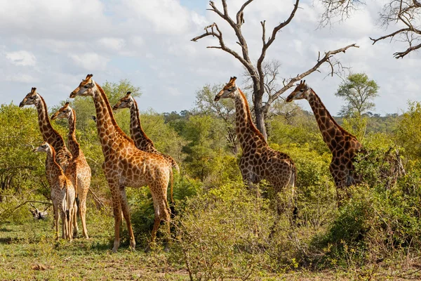 Giraffenturm Sabi Sand Wildreservat Großraum Kruger Südafrika — Stockfoto