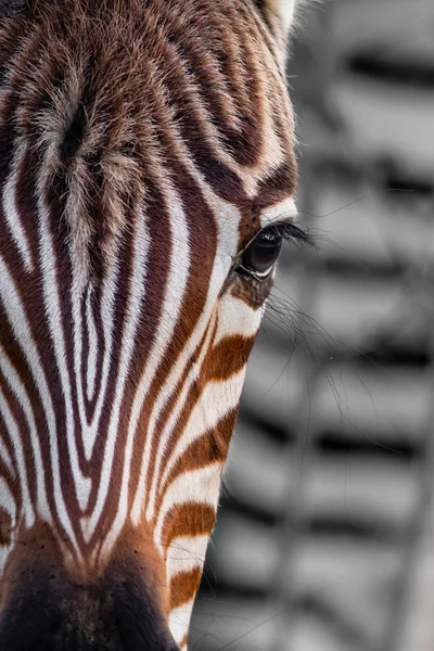 Baby Zebra Sabi Sands Game Reserve Része Nagyobb Kruger Régió — Stock Fotó