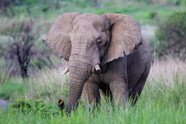 Słoń Bull Nambiti Game Reserve Pobliżu Ladysmith Rpa — Zdjęcie stockowe