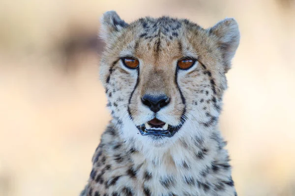 Portrait Cheetah Tiger Canyons Game Reserve South Africa — Stock Photo, Image