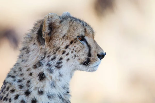 Portrait Cheetah Tiger Canyons Game Reserve South Africa — Stock Photo, Image