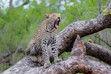 Leopar kadın sabi Sands Game Reserve bir ağaçta esneme, büyük Kruger bölgesi, Güney Afrika