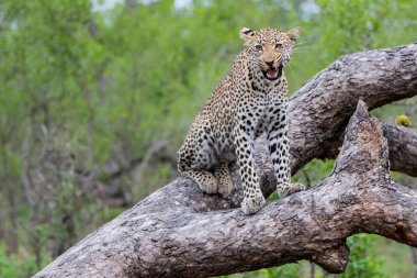 Leopar kadın sabi Sands Game Reserve bir ağaçta esneme, büyük Kruger bölgesi, Güney Afrika