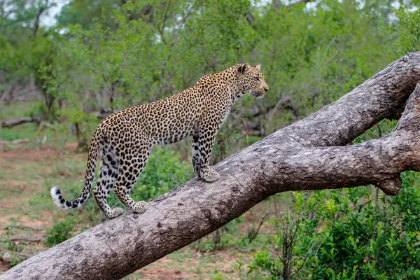 Leopárd Egy Sabi Sands Game Rezervátum Nagy Kruger Régióban Dél — Stock Fotó