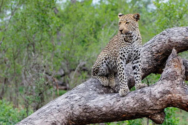 Leopardo Fêmea Uma Árvore Sabi Sands Game Reserve Região Grande — Fotografia de Stock