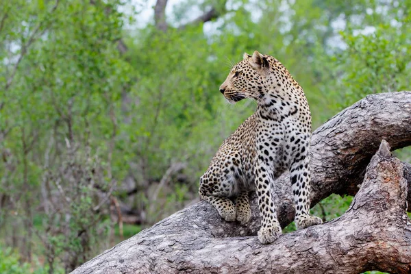 Leopardo Fêmea Uma Árvore Sabi Sands Game Reserve Região Grande — Fotografia de Stock