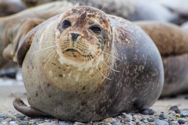 Öğleden sonra adanın Dune plajında ortak Seal-Helgoland Adası yakınında-Almanya