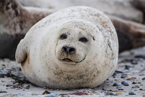 Gemeenschappelijke Zegel Het Strand Van Het Eiland Duin Late Namiddag — Stockfoto