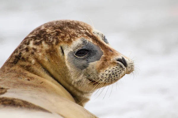 Gemeenschappelijke Zegel Het Strand Van Het Eiland Duin Late Namiddag — Stockfoto