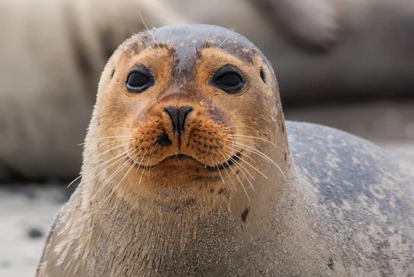 Gemeenschappelijke Zegel Het Strand Van Het Eiland Duin Late Namiddag — Stockfoto