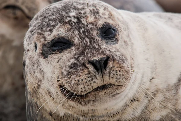 Gemeenschappelijke Zegel Het Strand Van Het Eiland Duin Late Namiddag — Stockfoto