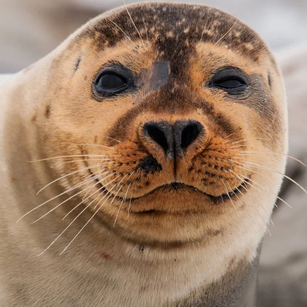 Gemeenschappelijke Zegel Het Strand Van Het Eiland Duin Late Namiddag — Stockfoto