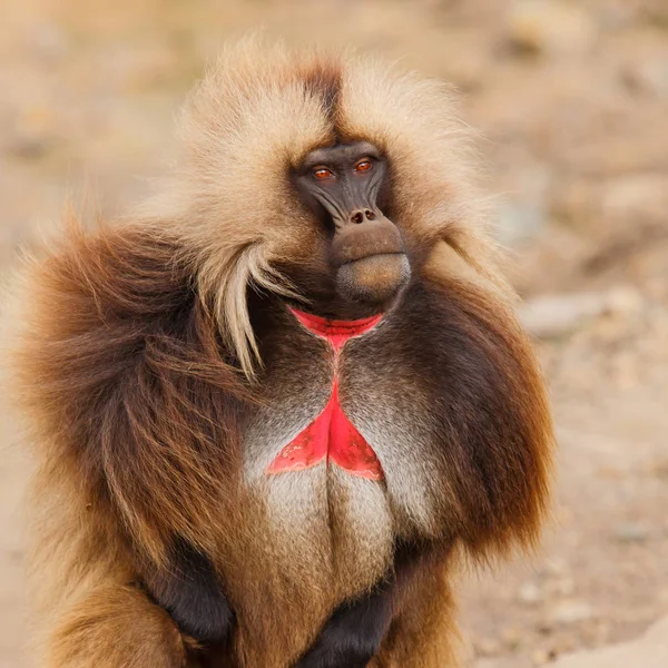 Retrato Masculino Babuino Gelada Parque Nacional Las Montañas Simien Norte — Foto de Stock