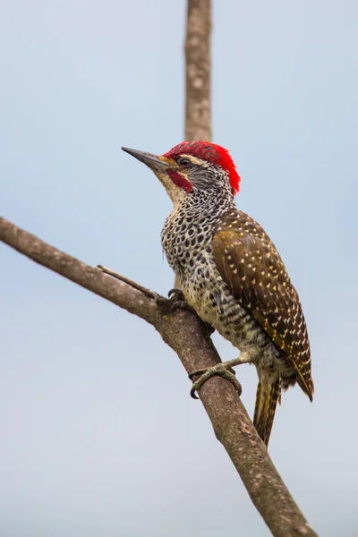 Golden Tailed Woodpecker Campethera Abingoni Climb Branch Lake Naivasha Kenya — Stock Photo, Image