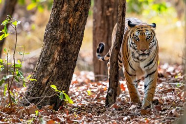 Hindistan'da Bandhavgarh Milli Parkı'nın ormanında yürüyen kaplan