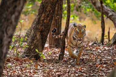Hindistan'da Bandhavgarh Milli Parkı'nın ormanında yürüyen kaplan