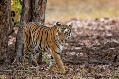 Hindistan'da Bandhavgarh Milli Parkı'nın ormanında yürüyen kaplan