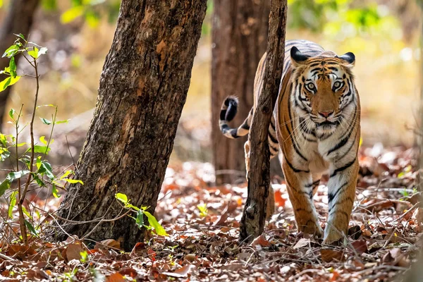 Tigre Caminando Bosque Del Parque Nacional Bandhavgarh India — Foto de Stock