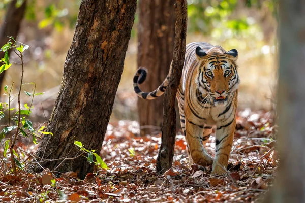 Tigre Caminando Bosque Del Parque Nacional Bandhavgarh India — Foto de Stock