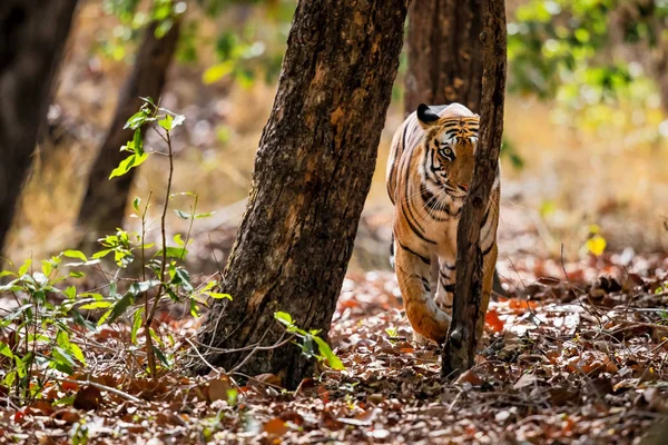 Tigre Caminando Bosque Del Parque Nacional Bandhavgarh India — Foto de Stock