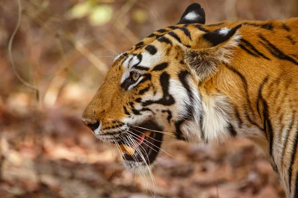 Tiger Walking Skogen Bandhavgarh Nationalpark Indien — Stockfoto