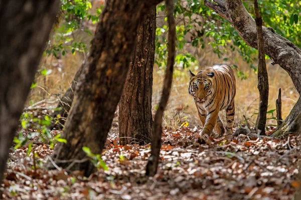 Tigre Caminando Bosque Del Parque Nacional Bandhavgarh India —  Fotos de Stock