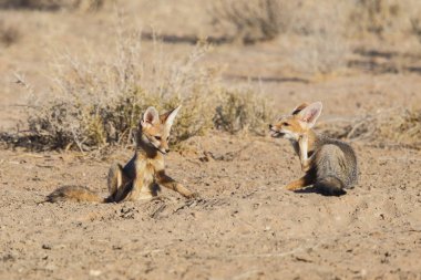 Cape Fox Güney Afrika Kalahari Çölü'nde Kgalagadi Transfrontier Park oynuyor