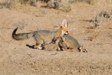 Cape Fox Güney Afrika Kalahari Çölü'nde Kgalagadi Transfrontier Park oynuyor