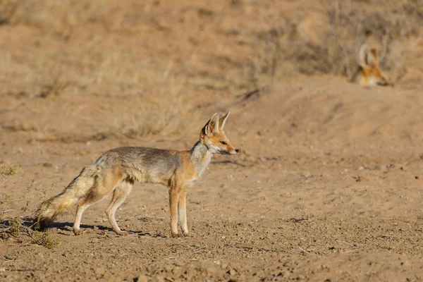 Mys Fox Kgalagadi Transhraničního Parku Kalaharské Poušti Jižní Africe — Stock fotografie
