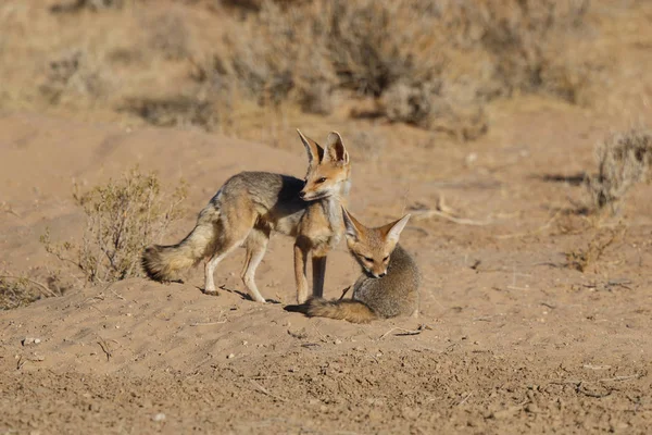 Mys Fox Hrající Kgalagadi Transhraničního Parku Kalaharské Poušti Jižní Africe — Stock fotografie