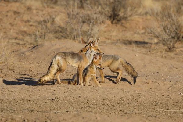 Mys Fox Hrající Kgalagadi Transhraničního Parku Kalaharské Poušti Jižní Africe — Stock fotografie