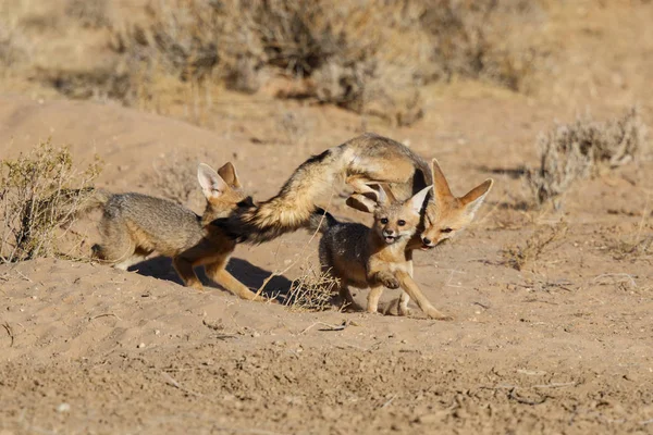 Cape Fox Jugando Kgalagadi Transfrontier Park Desierto Kalahari Sudáfrica — Foto de Stock