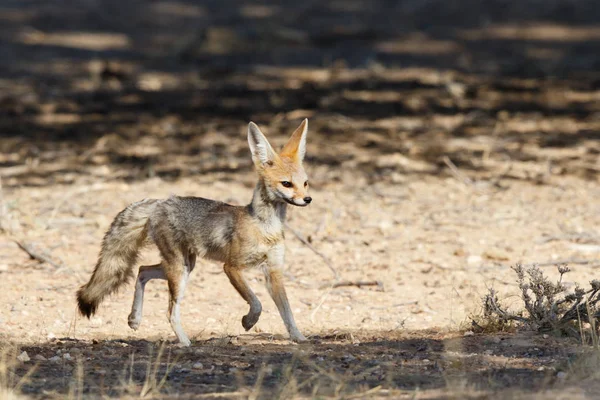 Cape Fox Dans Parc Transfrontalier Kgalagadi Dans Désert Kalahari Afrique — Photo