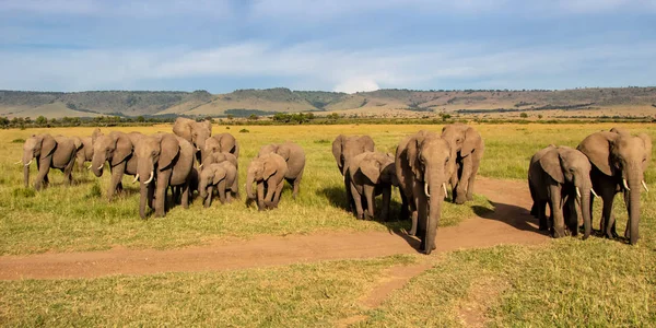 Dekat Pertemuan Dengan Kawanan Gajah Yang Lewat Masai Mara Game — Stok Foto