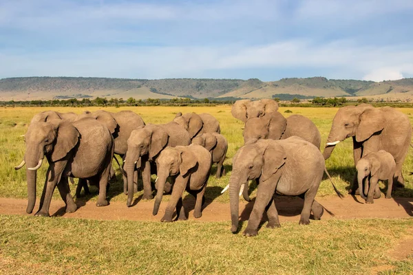 Dekat Pertemuan Dengan Kawanan Gajah Yang Lewat Masai Mara Game — Stok Foto