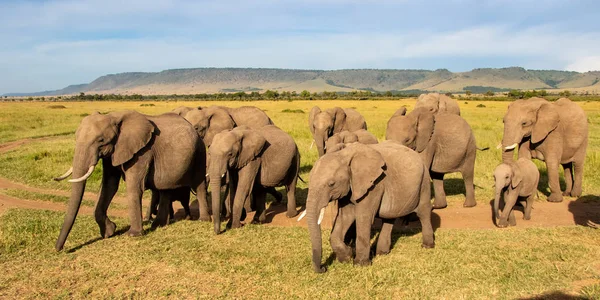 Nauwe Ontmoeting Met Een Olifanten Kudde Die Voorbijgaat Het Masai — Stockfoto