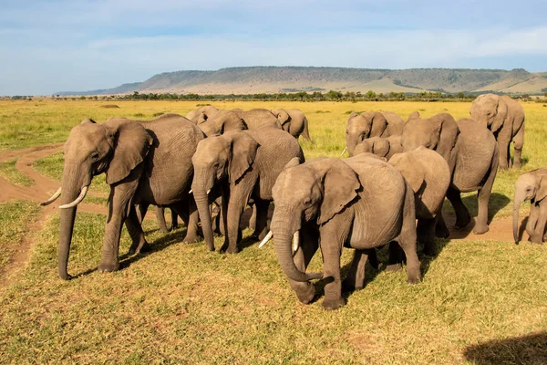 Nauwe Ontmoeting Met Een Olifanten Kudde Die Voorbijgaat Het Masai — Stockfoto