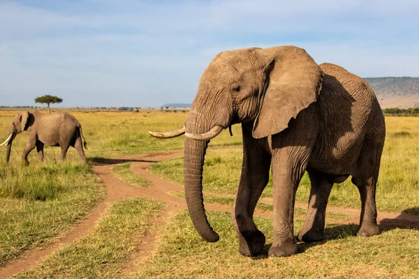 在肯尼亚马赛马拉野生动物保护区与一头大象的亲密接触 — 图库照片