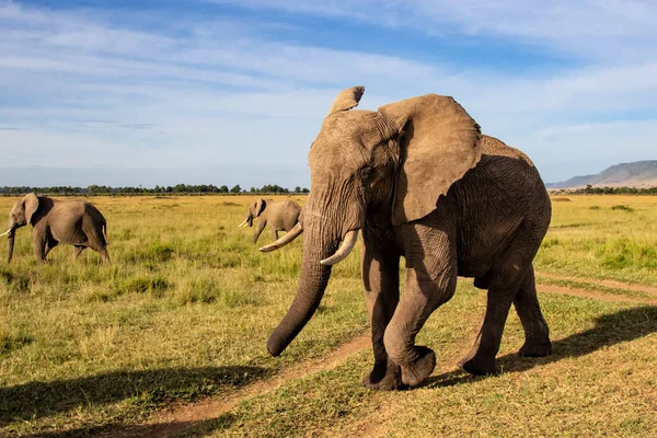 Dekat Pertemuan Dengan Kawanan Gajah Yang Lewat Masai Mara Game — Stok Foto