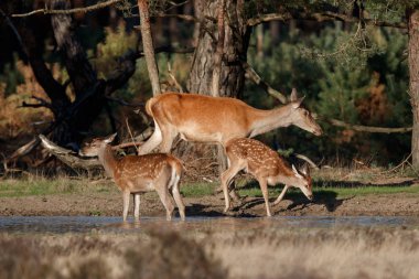 Hollanda'da Milli Park Hoge Veluwe rutting sezonunda buzağı ile kırmızı geyik kadın