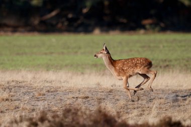 Hollanda'da Milli Park Hoge Veluwe rutting sezonunda bozkırda çalışan kırmızı geyik yavrusu